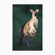 Melbourne Museums Australian Animals Postcards