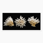 Melbourne Museums Marine Postcards