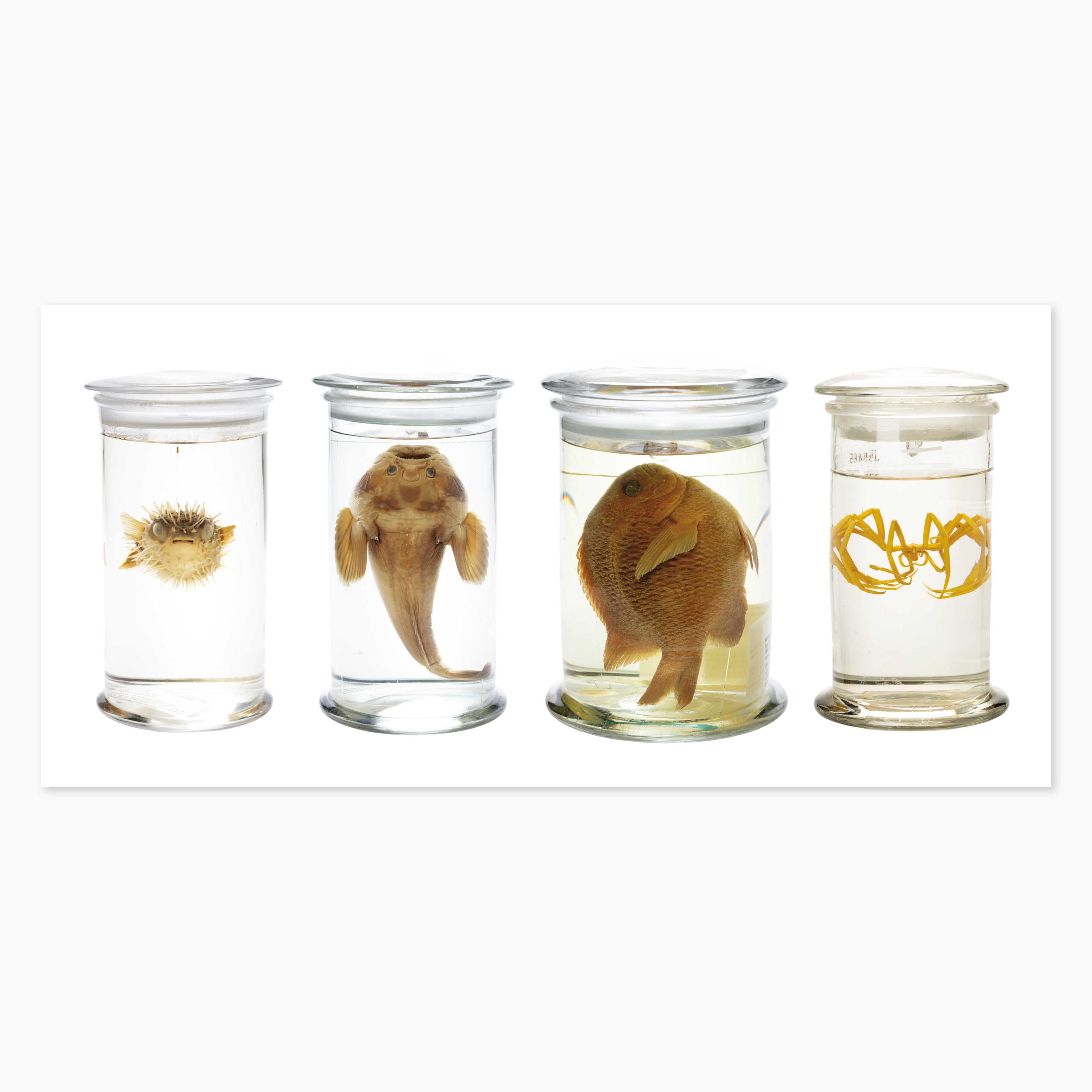 Melbourne Museums Marine Postcards