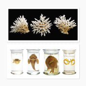 Melbourne Museums Marine Postcards