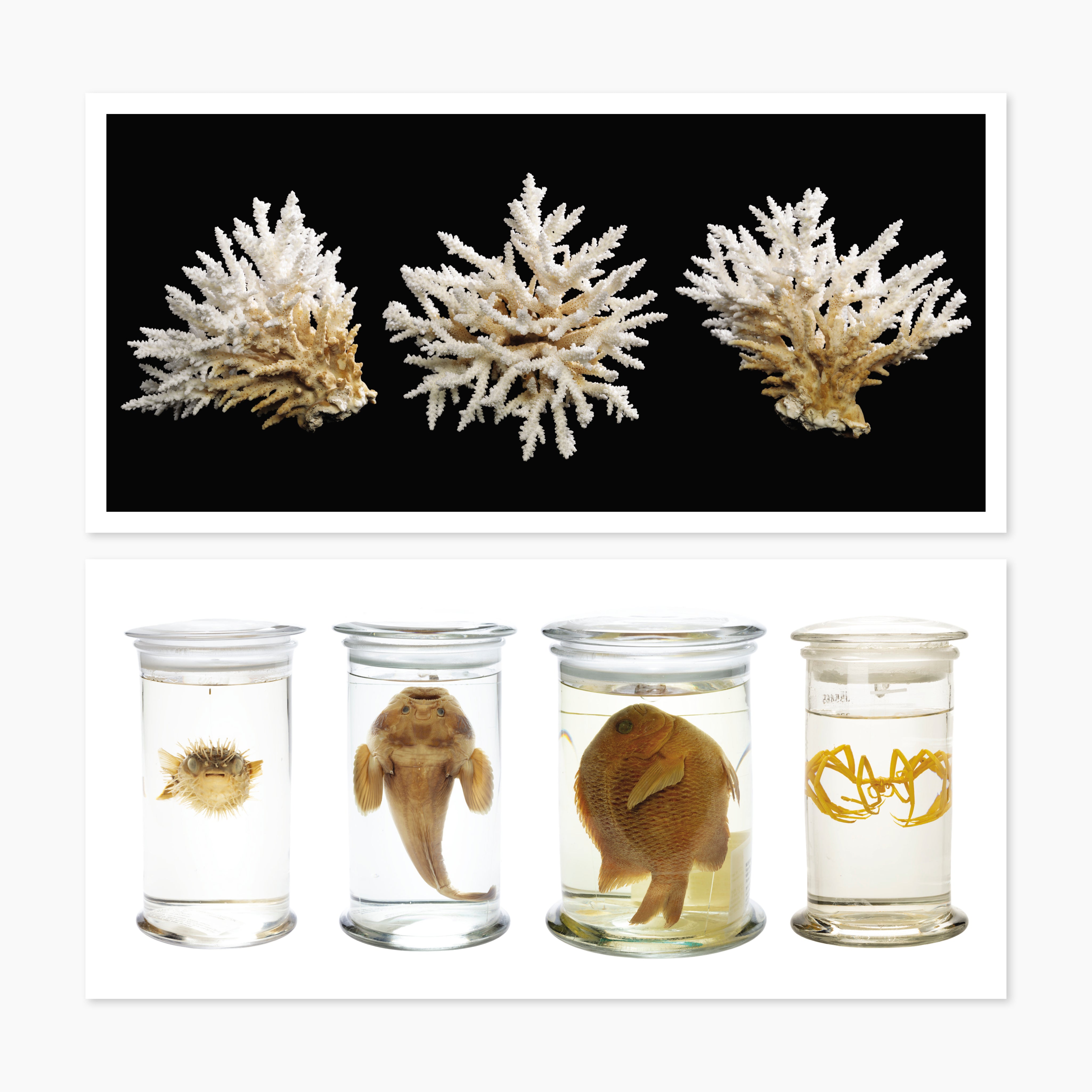 Melbourne Museums Marine Postcards