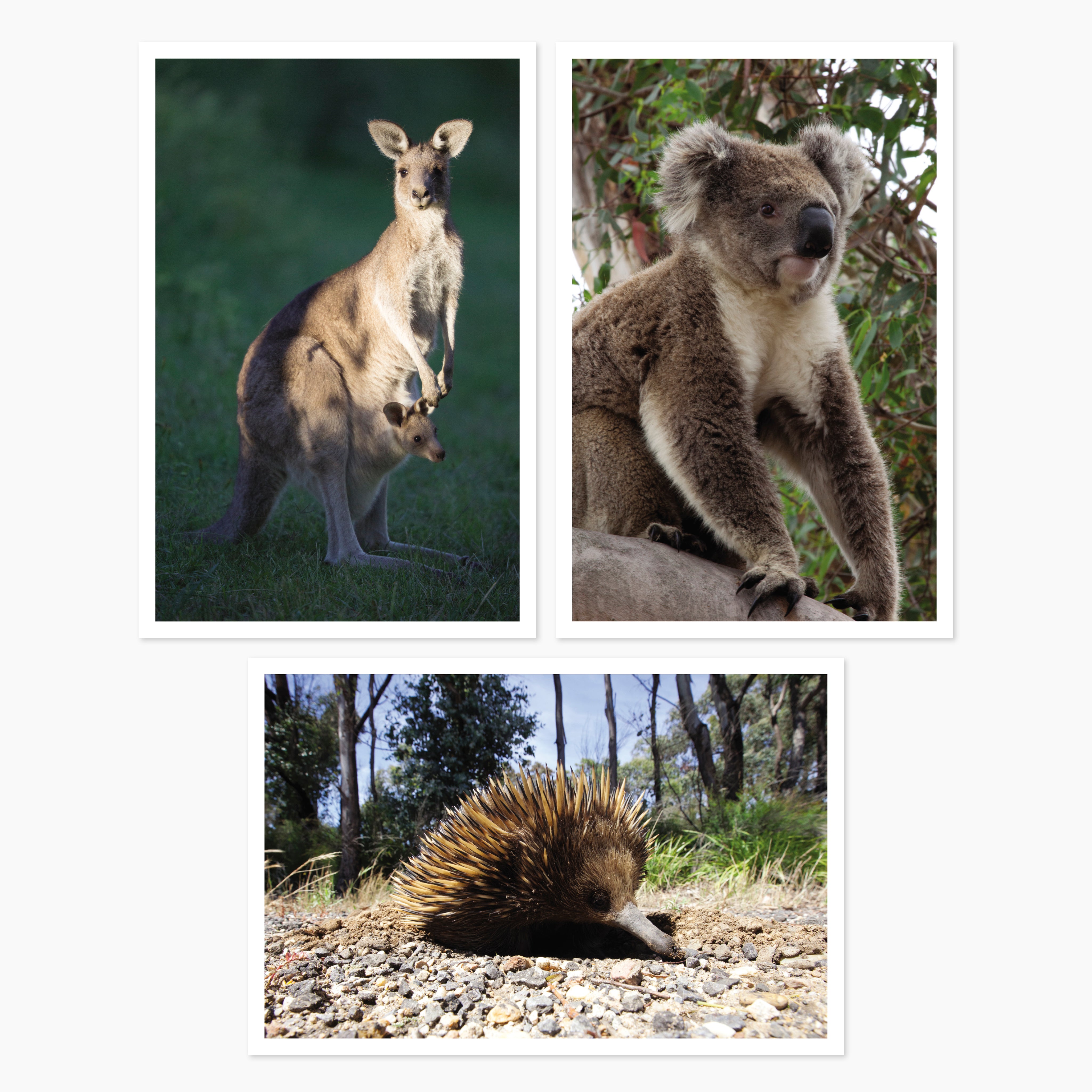 Melbourne Museums Australian Animals Postcards