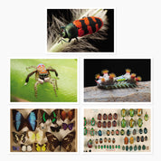 Melbourne Museums Insects Postcards