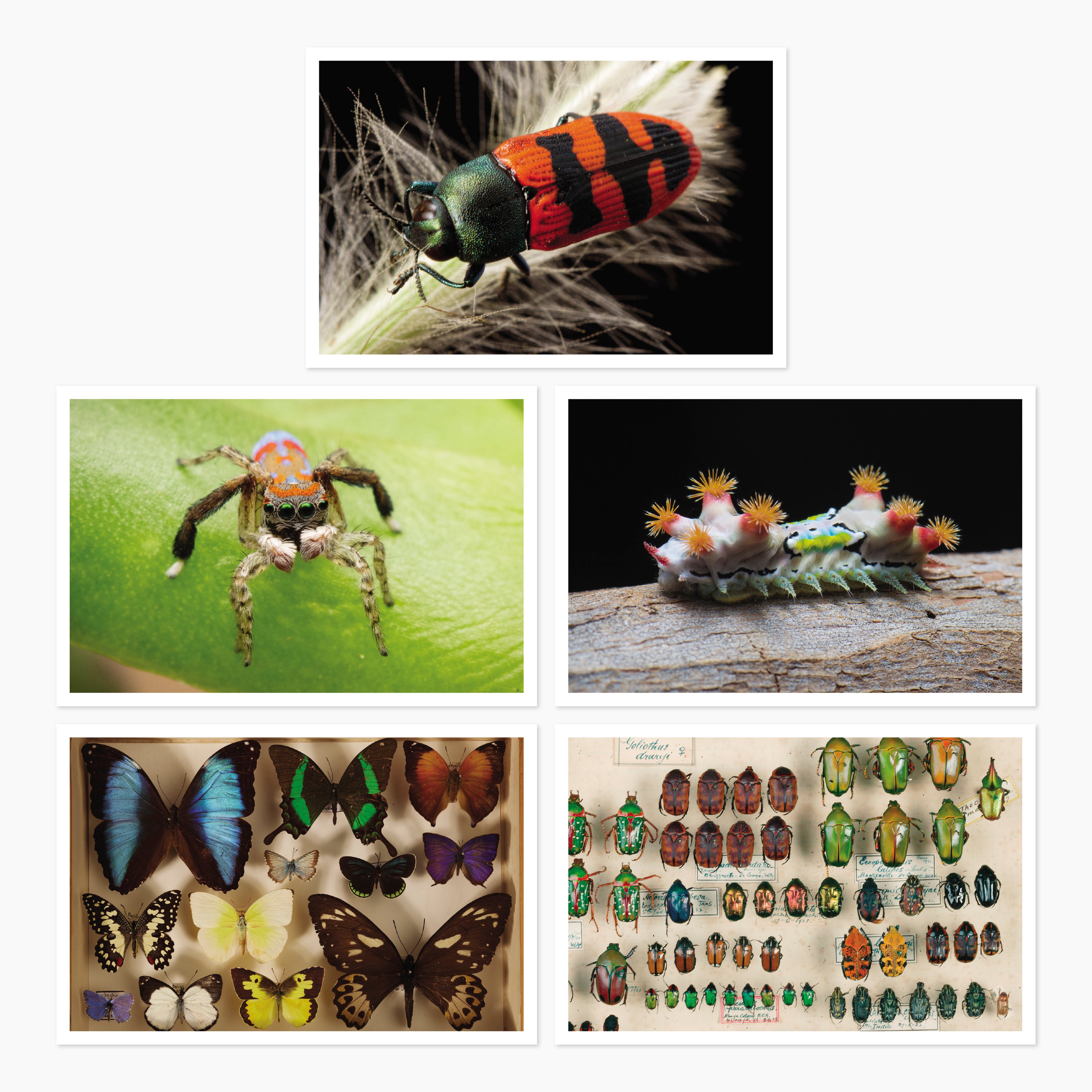 Melbourne Museums Insects Postcards