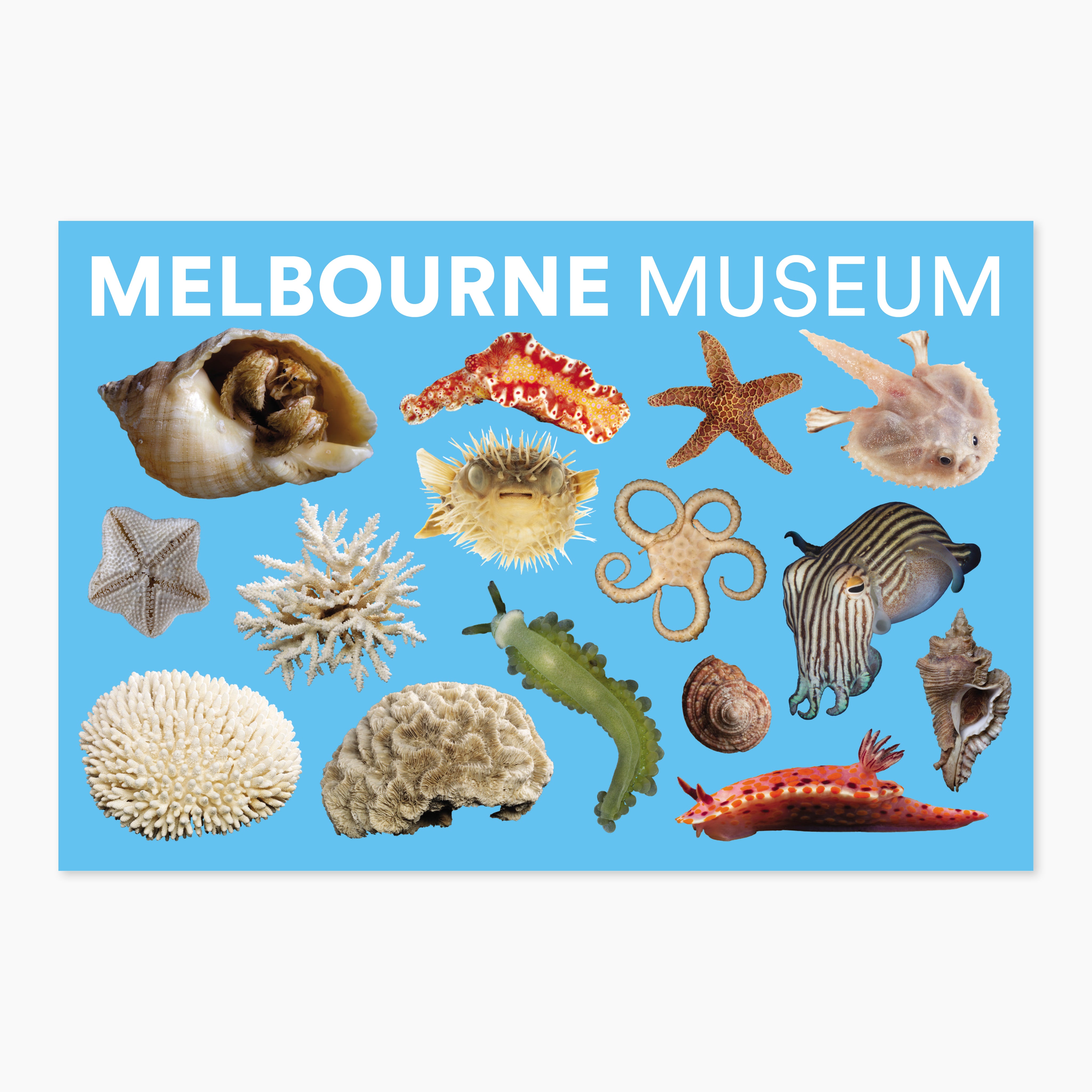 Melbourne Museums Specimen Postcards