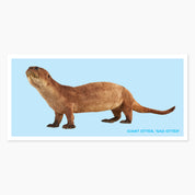 Sad Otter Postcard