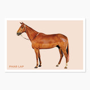 Phar Lap Postcard