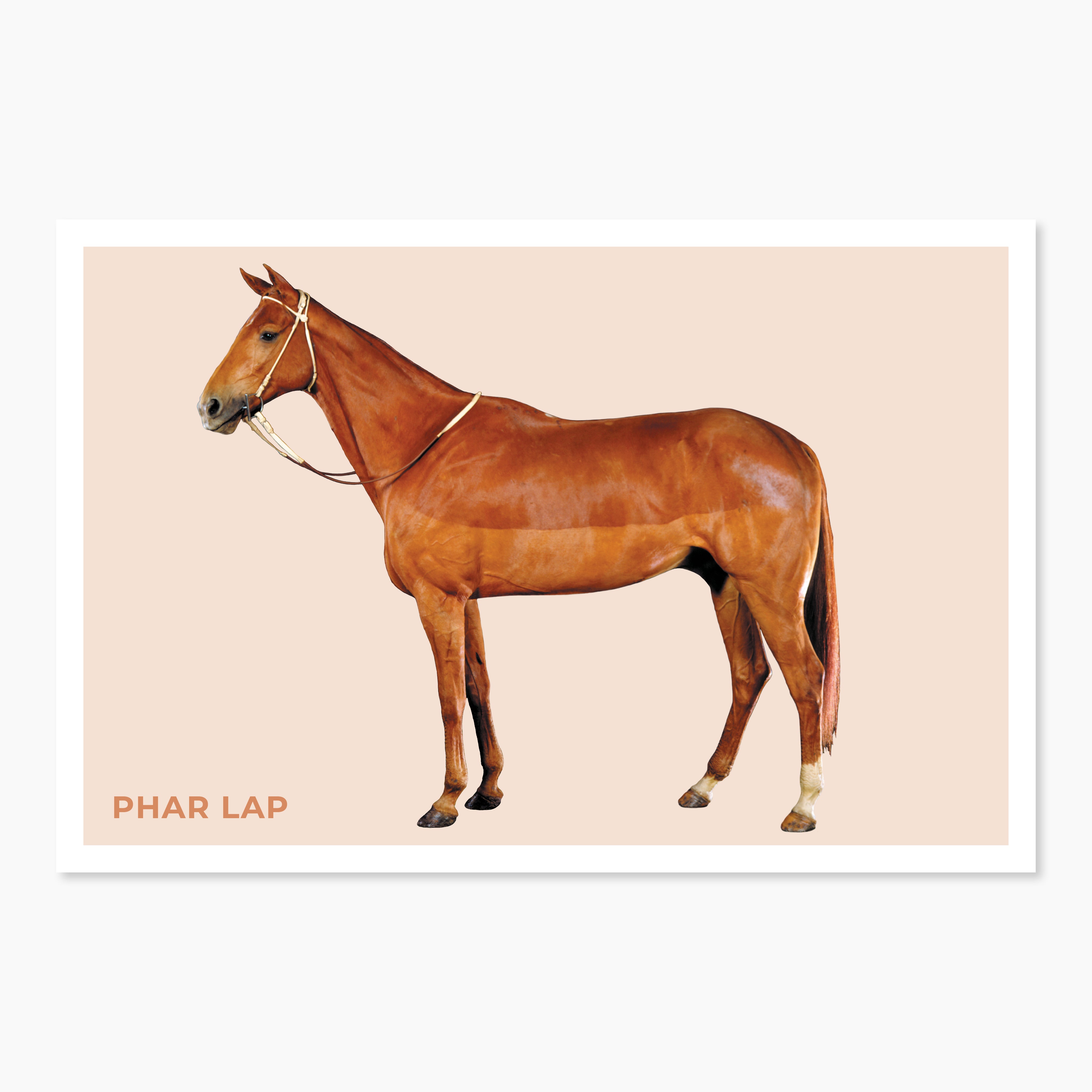Phar Lap Postcard