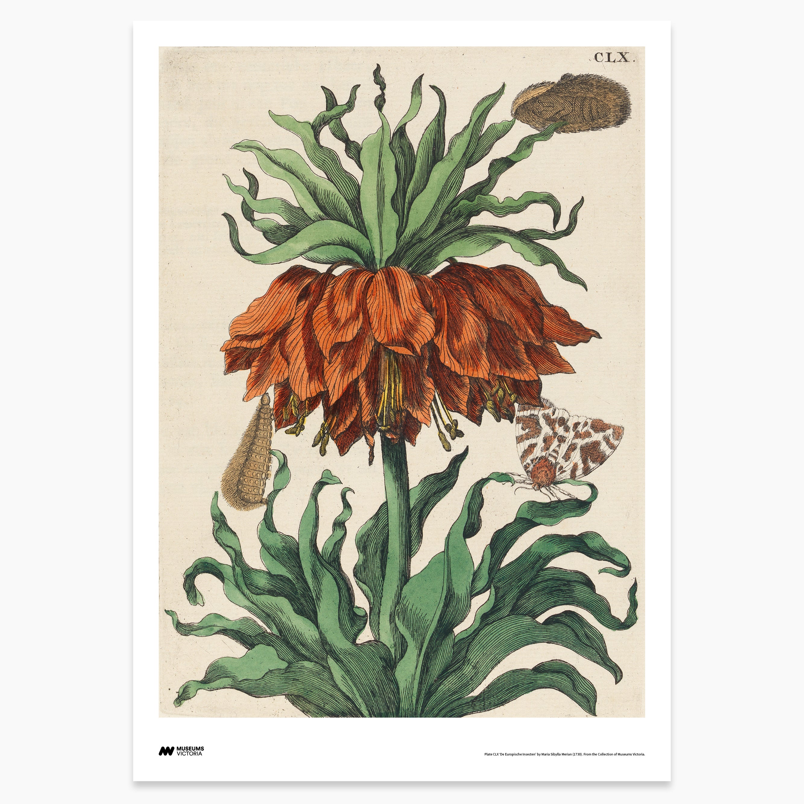 Red Flower with Insects Print - A2