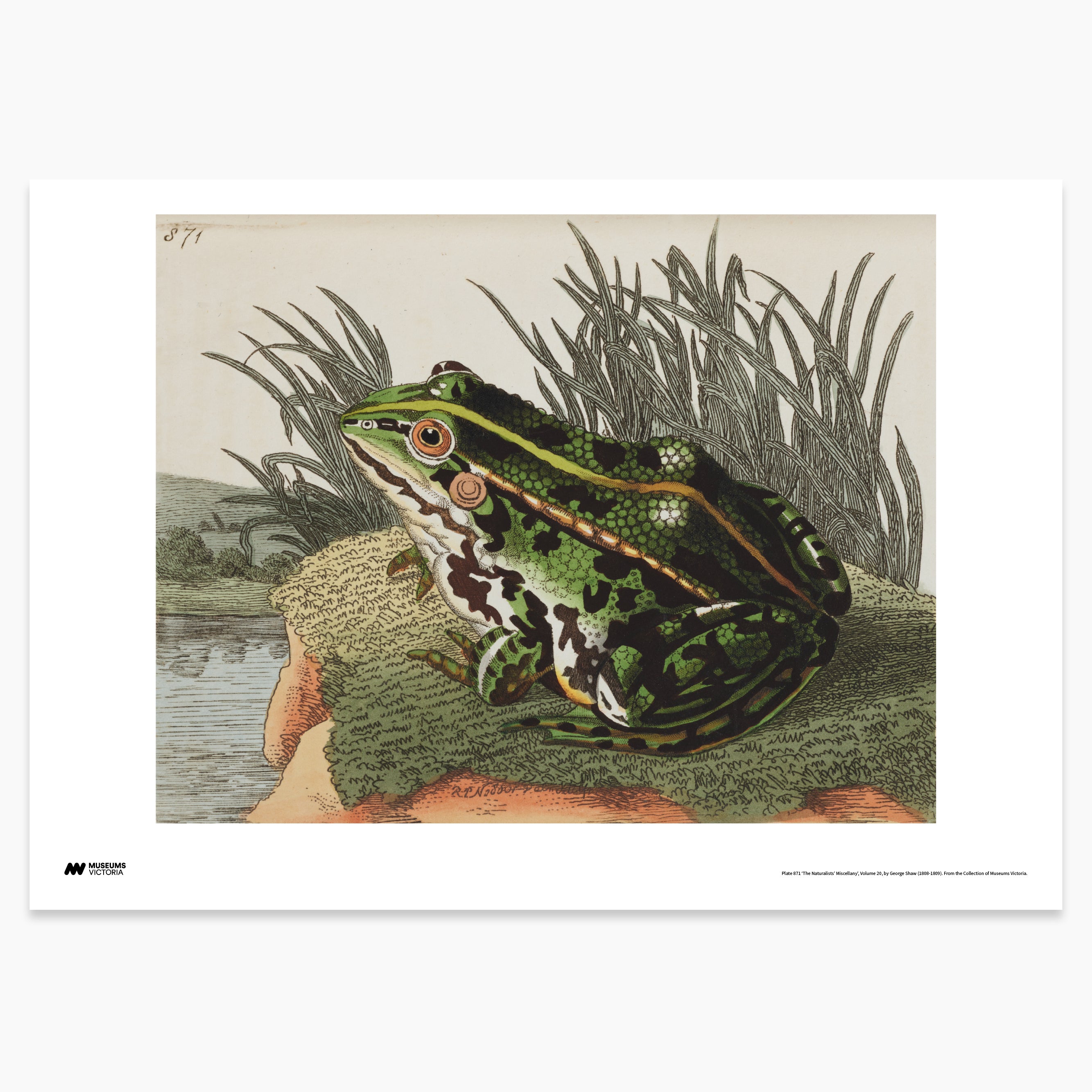 Green Frog Print - A2