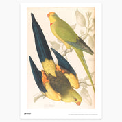 Parrot Family Print - A2