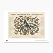 Common Birds Found in Victoria Print - A2
