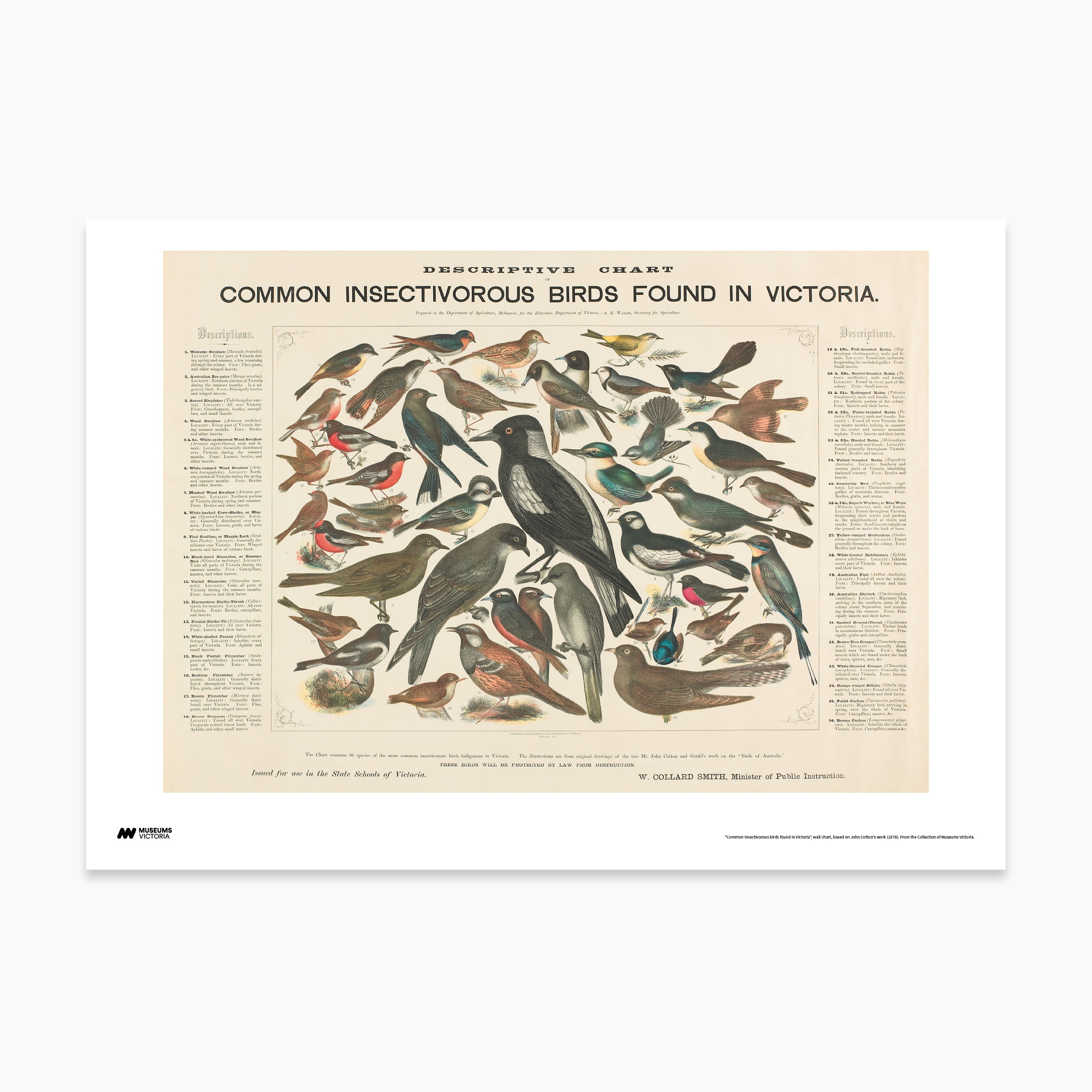 Common Birds Found in Victoria Print - A2