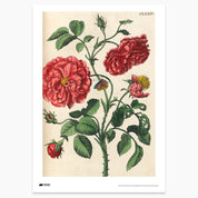 Pink Flowers with Butterfly Print - A2