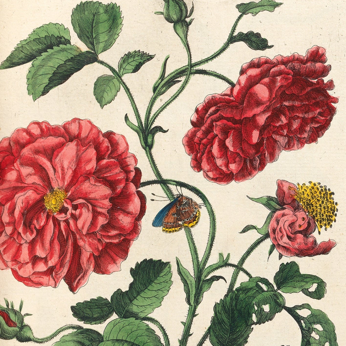 Pink Flowers with Butterfly Print - A2