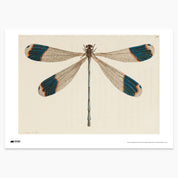 Dragonfly Print - A2
