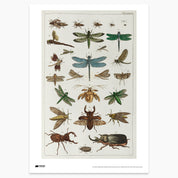 Insect Plate Print - A2