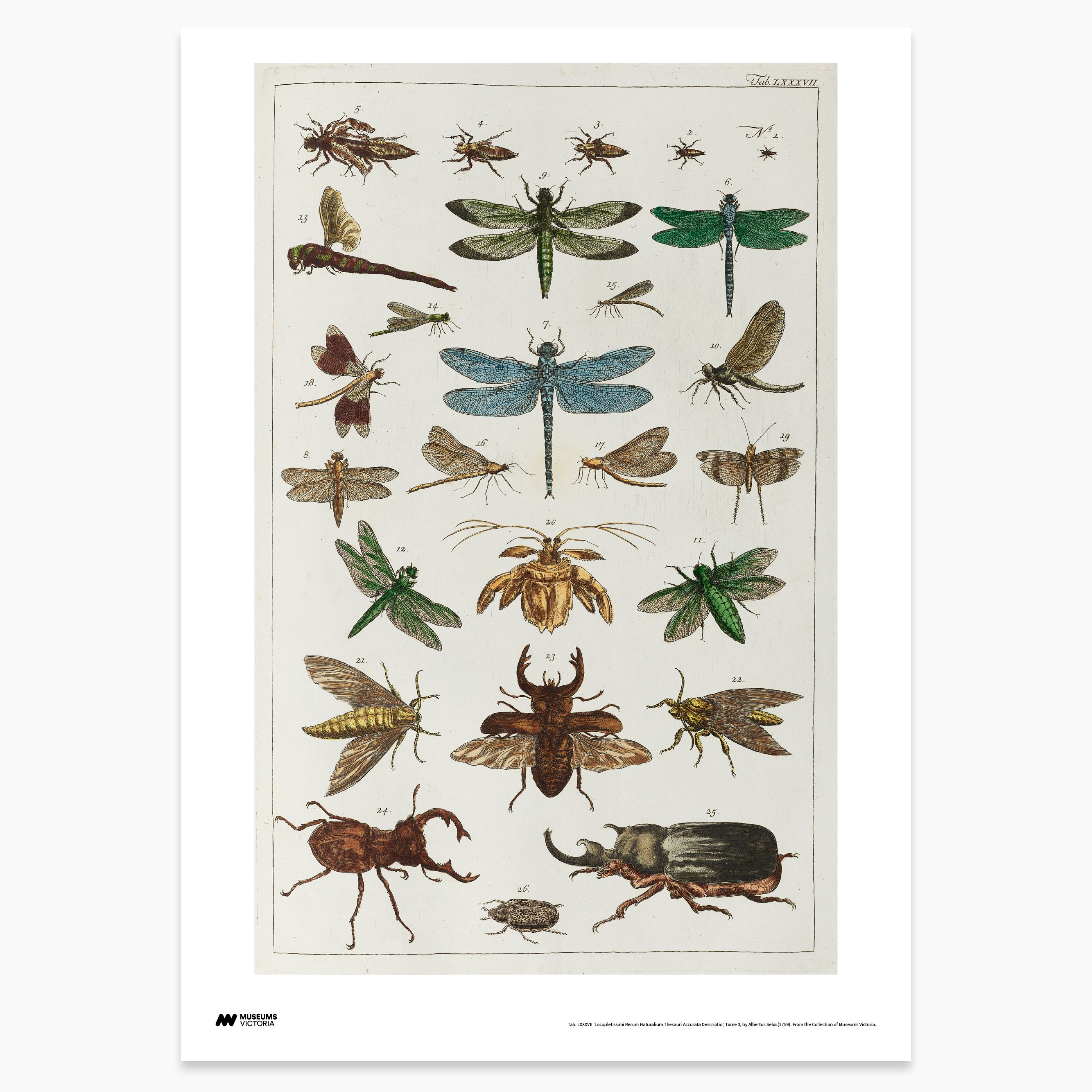 Insect Plate Print - A2