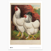 Brahma Chickens Print - A2