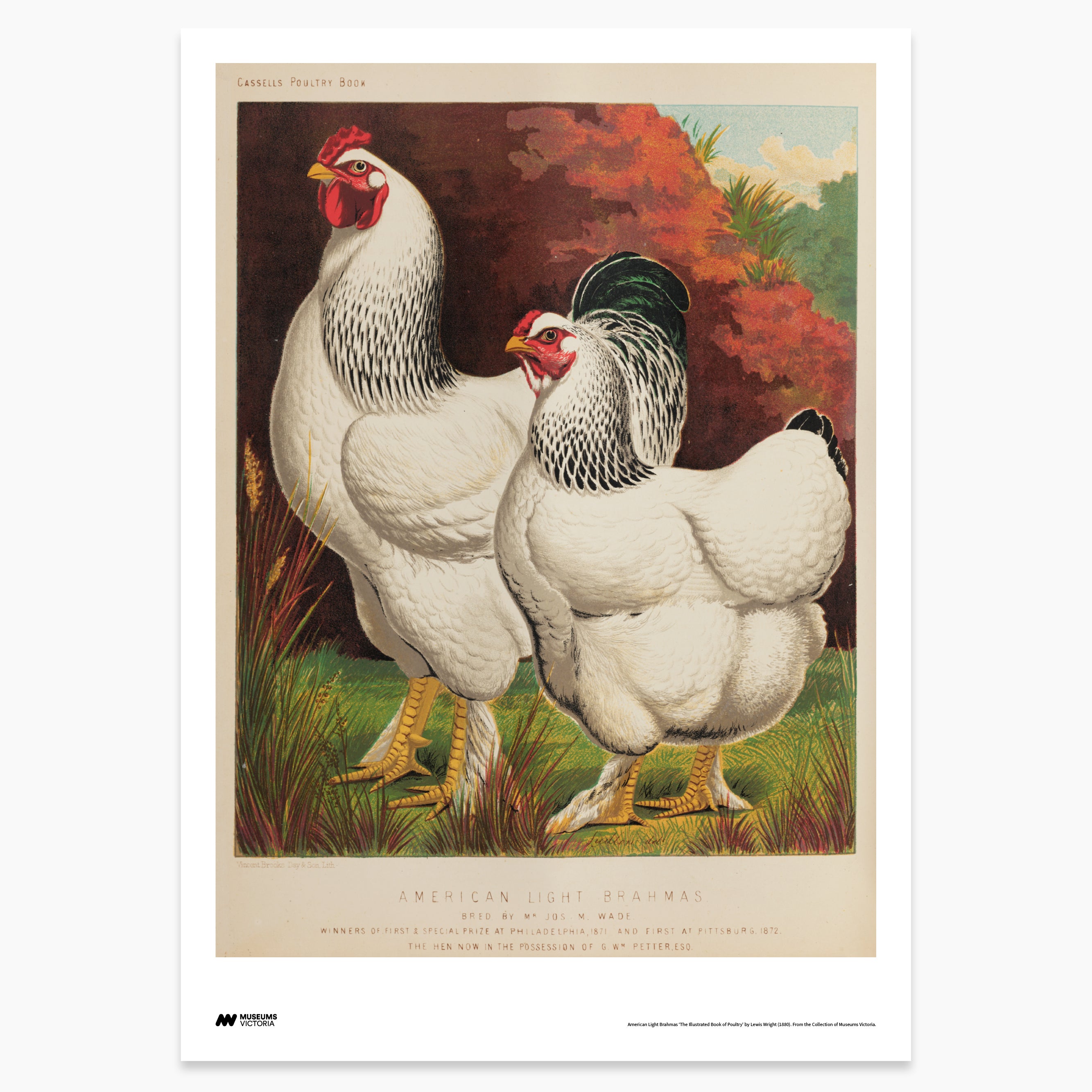 Brahma Chickens Print - A2