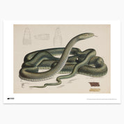 Green Snake Print - A2