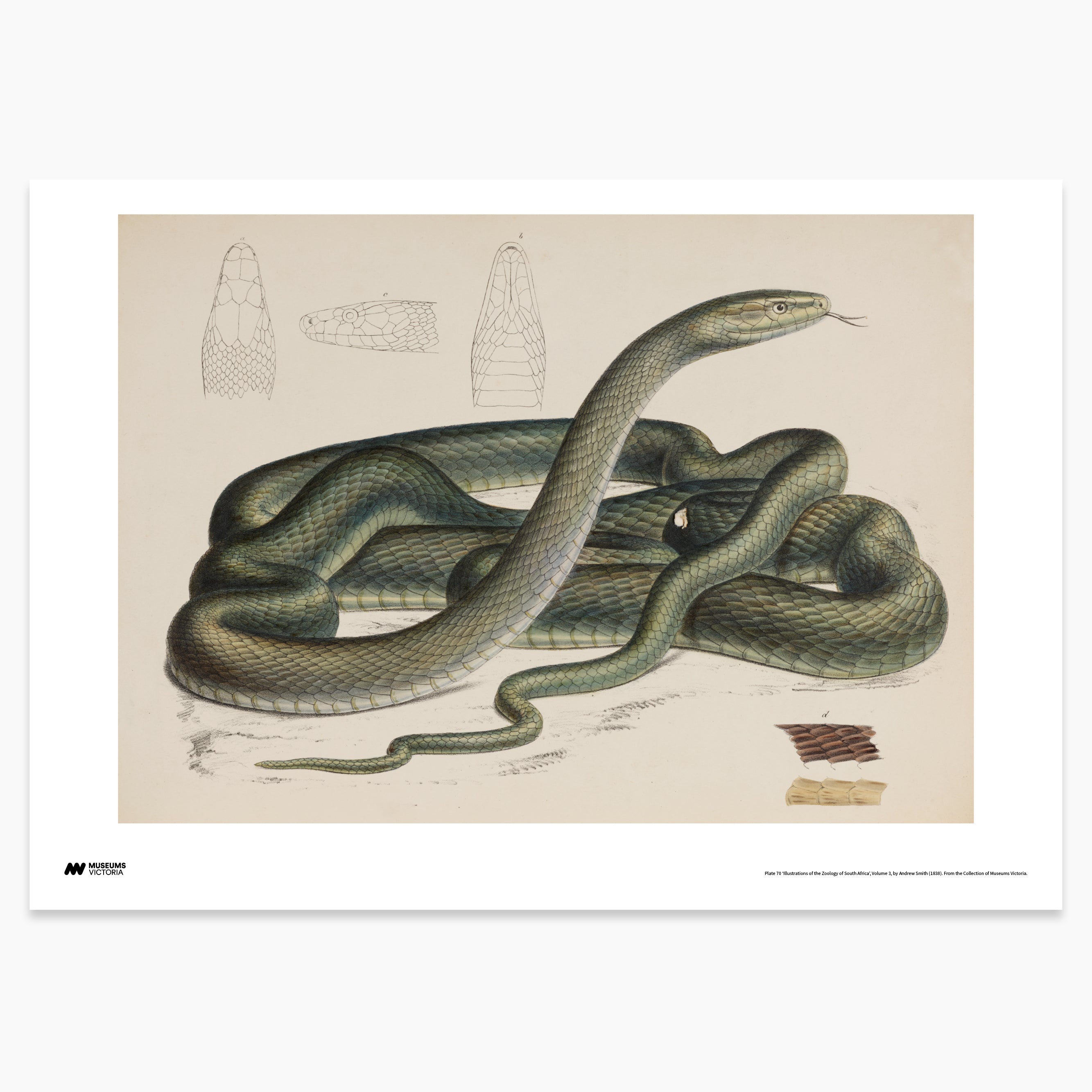 Green Snake Print - A2