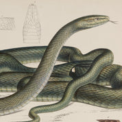 Green Snake Print - A2