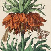 Red Flower with Insects Print - A2