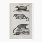 Museums Victoria Rare Book Animal Postcards