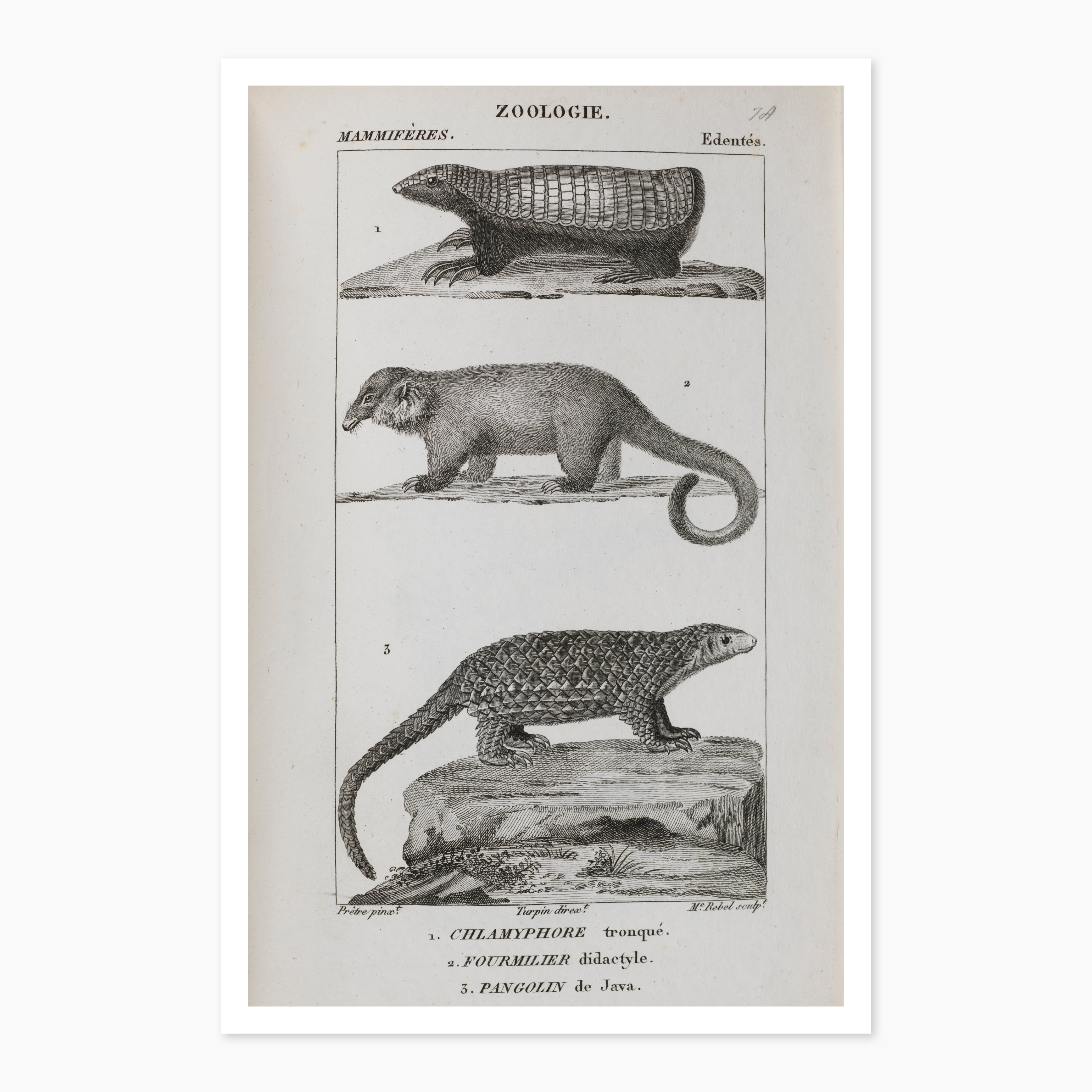 Museums Victoria Rare Book Animal Postcards