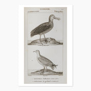 Museums Victoria Rare Book Animal Postcards