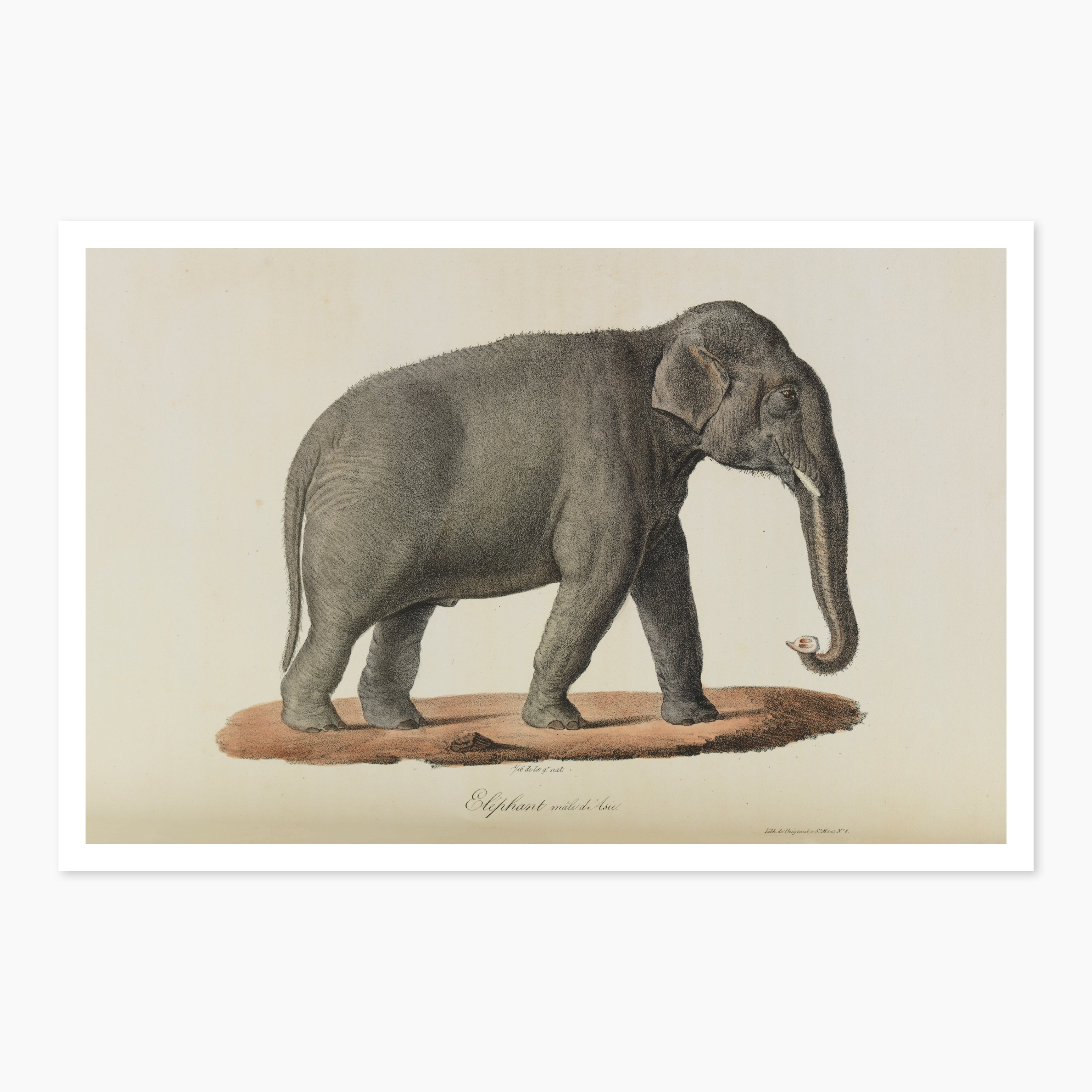 Museums Victoria Rare Book Animal Postcards