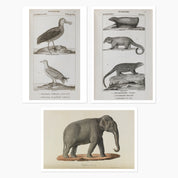 Museums Victoria Rare Book Animal Postcards