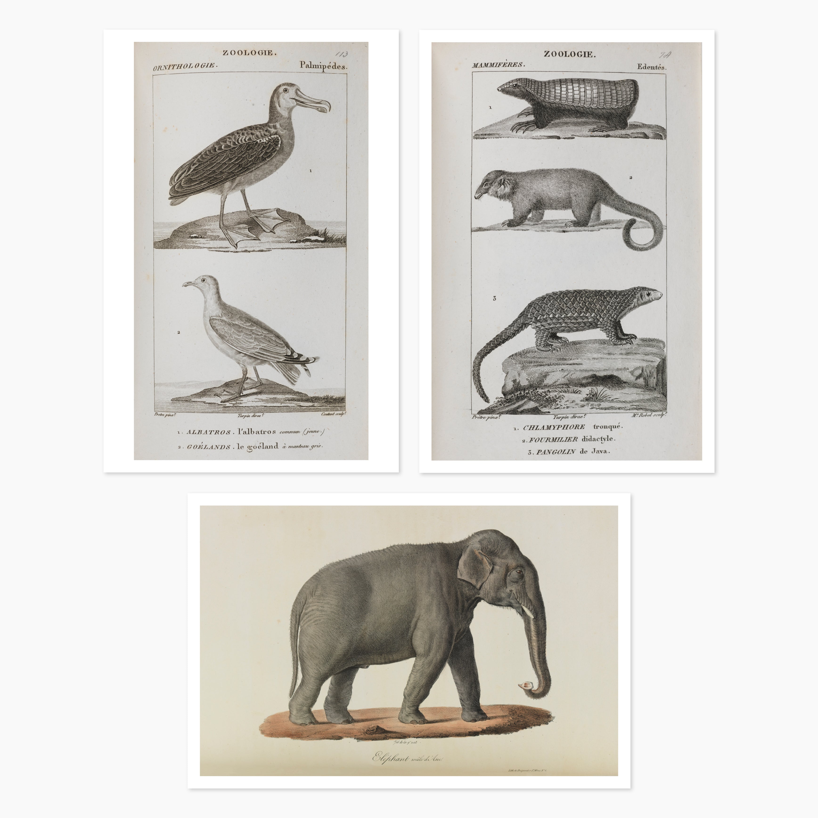 Museums Victoria Rare Book Animal Postcards