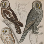 Illustration of four owls on a beige background