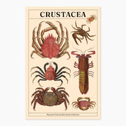 Museums Victoria Rare Books Postcards