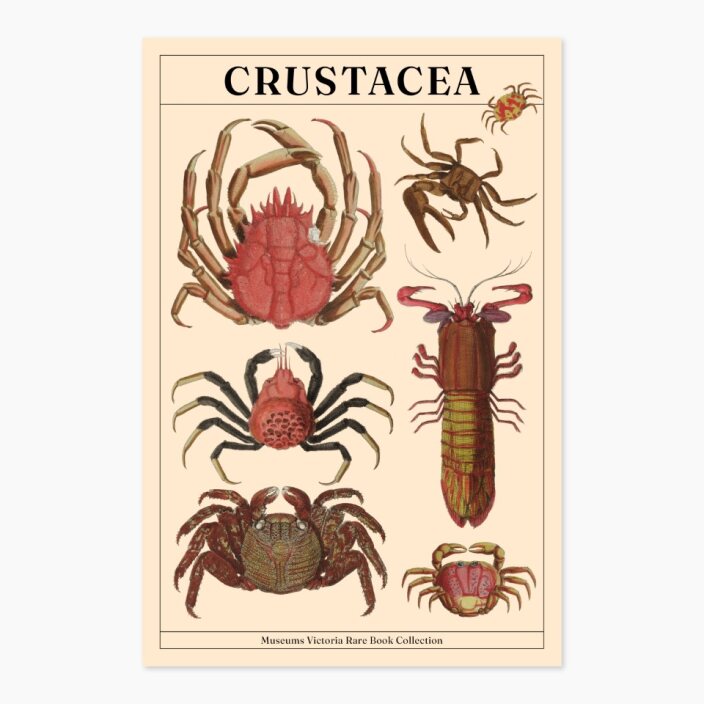 Museums Victoria Rare Books Postcards