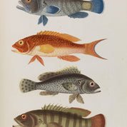 Poissons Rare Book Print - A2