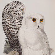 Snowy Owls Rare Book Print - A2