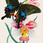 Orchid & Butterfly Rare Book Print - A2