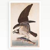 Melbourne Museum Rare Book Postcard