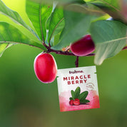 Miracle Berries 3pk