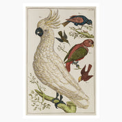 Melbourne Museum Rare Book Postcard
