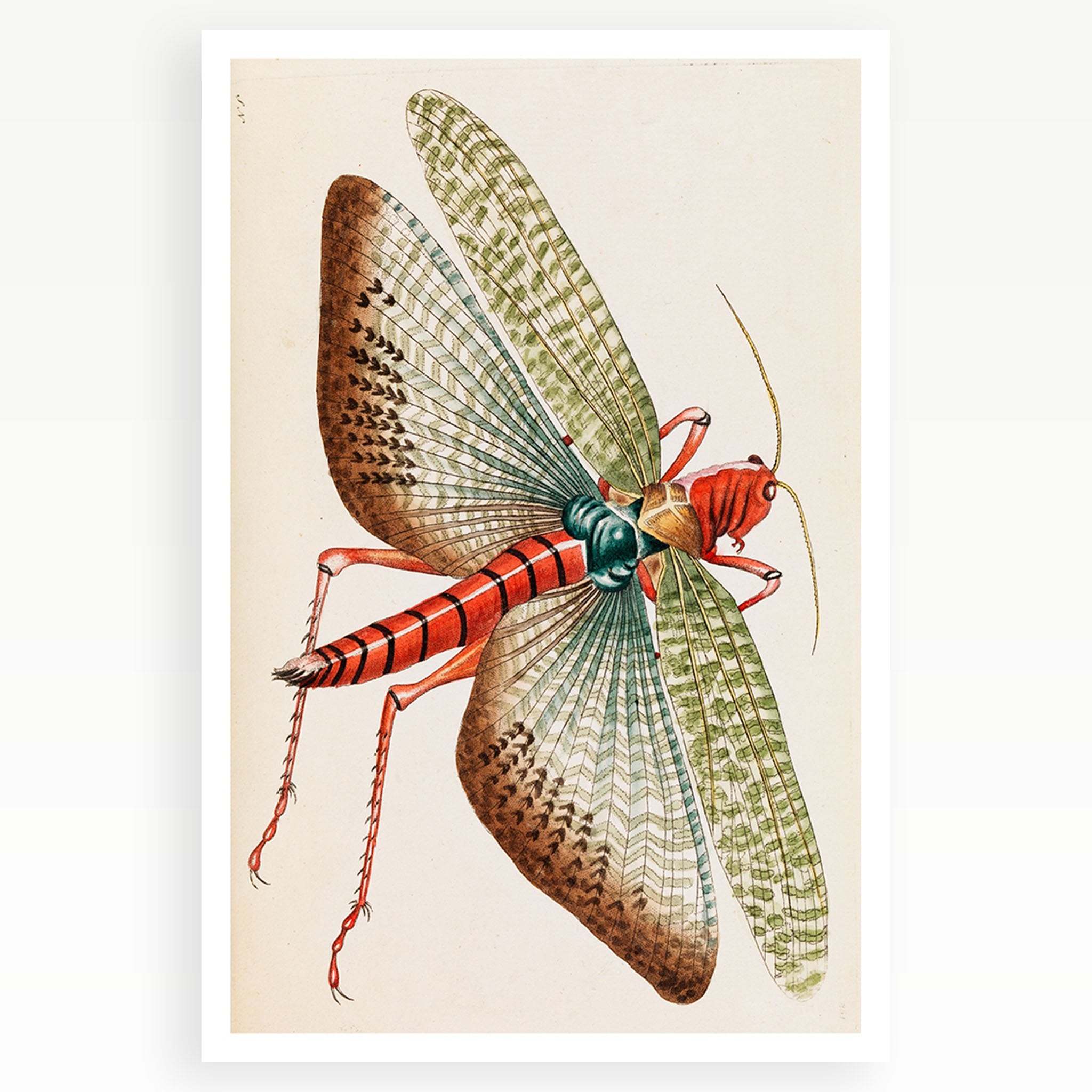 Melbourne Museum Rare Book Postcard
