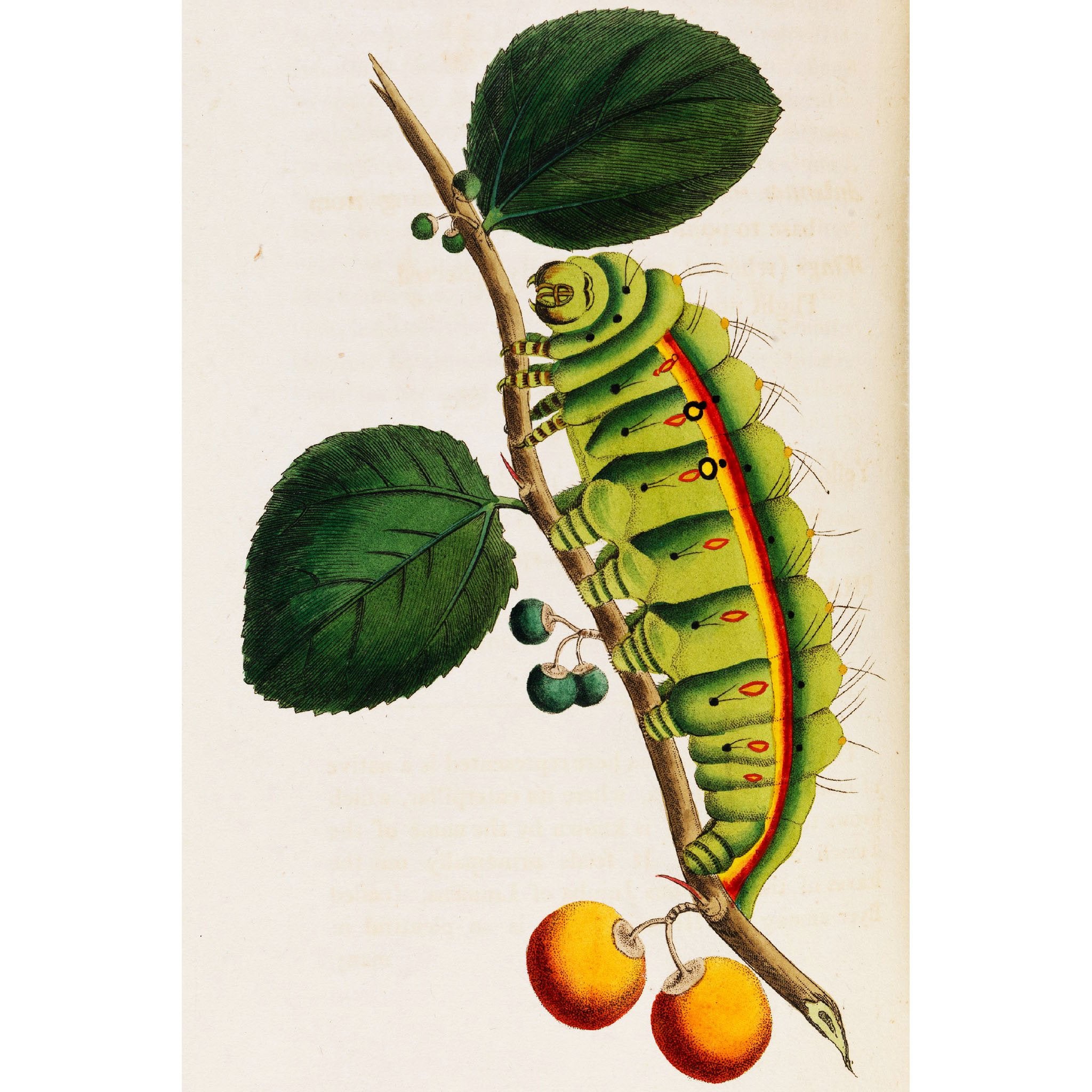 Melbourne Museum Rare Book Postcard