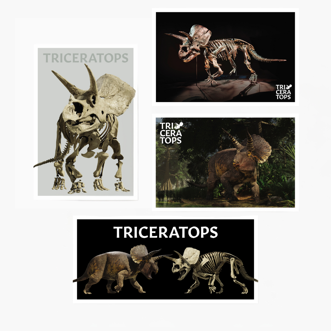 Melbourne Museum Triceratops Postcard