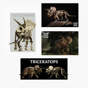 Melbourne Museum Triceratops Postcard