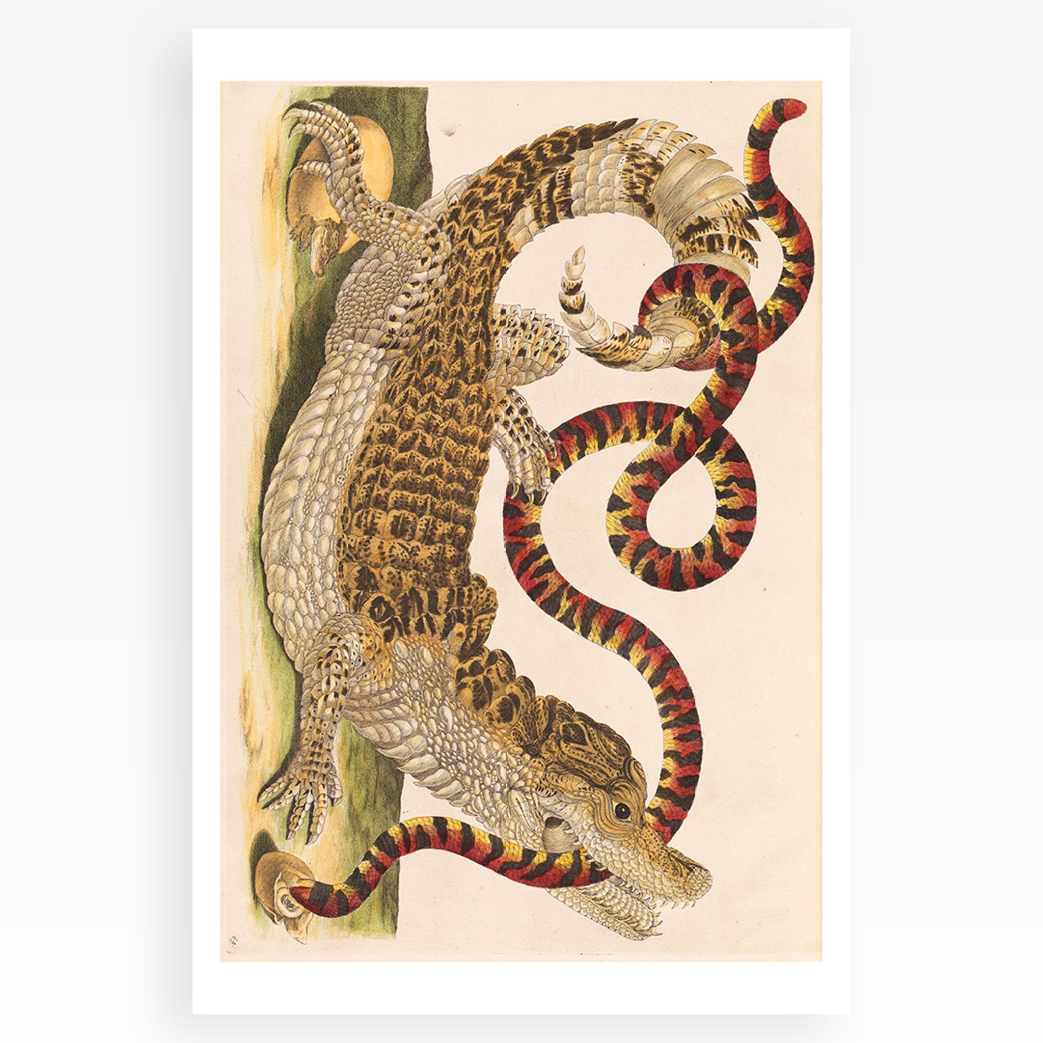 Melbourne Museum Rare Book Postcard