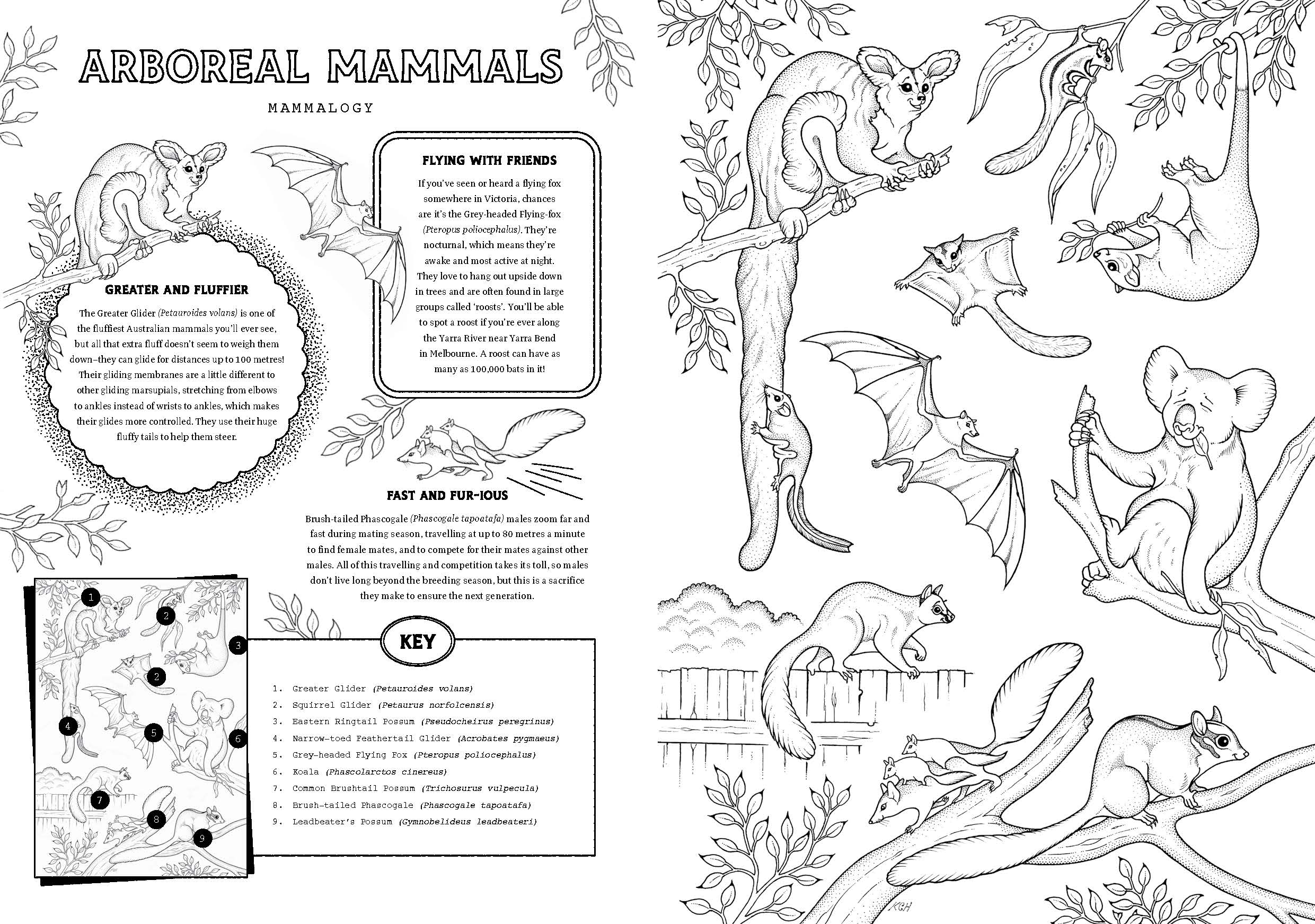 Friends of the Museum: A Melbourne Museum Colouring Book