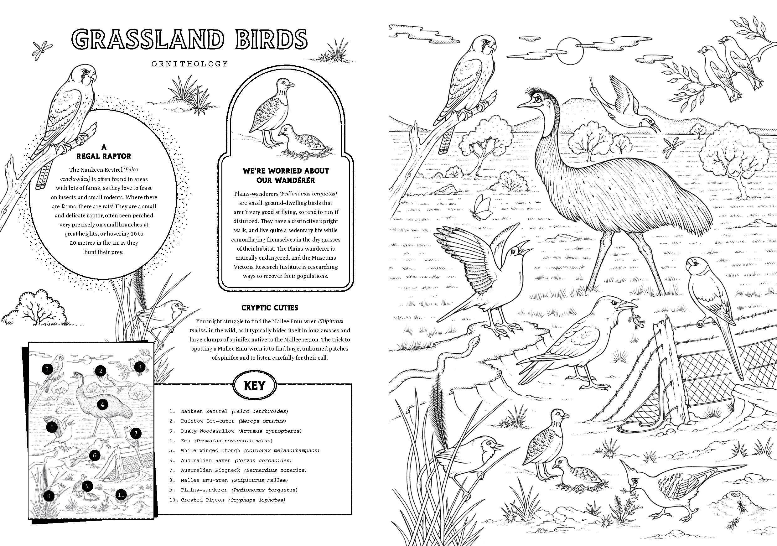 Friends of the Museum: A Melbourne Museum Colouring Book